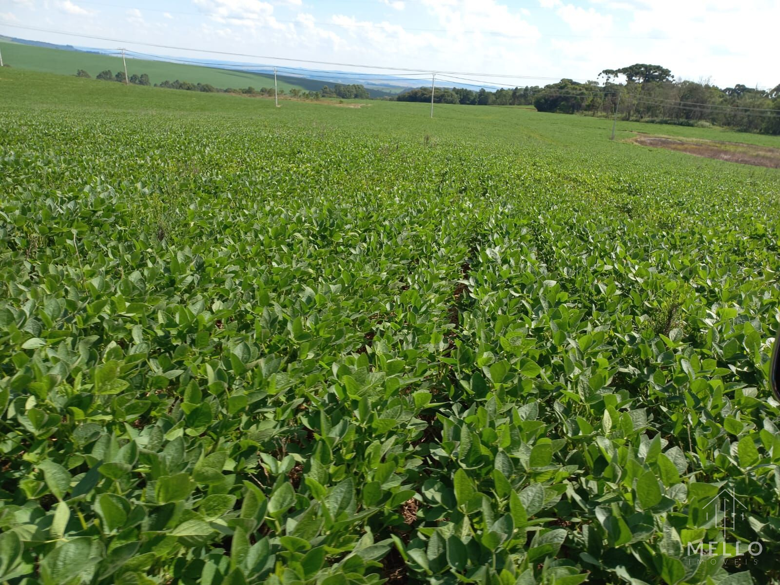 Fazenda à venda em Ponta Grossa/PR